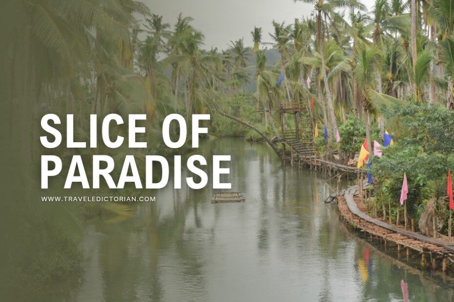 Coconut trees along a river