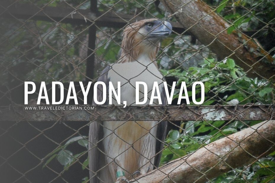 A Philippine Eagle