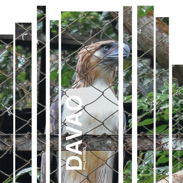 A Philippine Eagle